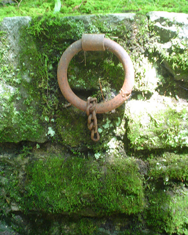 moss