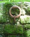 moss